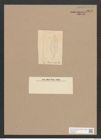 Navicula sp. (de-Toni-Nr.: Genus 1) Zeichnungen Sammlung Grunow Nr. 1373 (NHMW-BOT-W0368328)